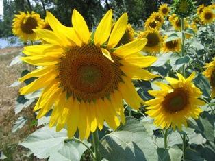 tournesol