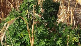 Du cannabis planqué au milieu du maïs Du cannabis planqué au milieu du maïs