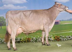 Urgelle TB 88 (Vinozak x Unic x Reward) - sa fille par Agio à la vente