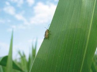 En situations comparables, Maiz'Europ' remarque l'absence d'effet d'un allongement de la rotation sur le nombre d'insectes piégés.