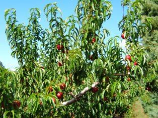 Les deux crises du secteur des fruits et légumes en trois ans mettent en péril des pans entiers du secteur agricole,