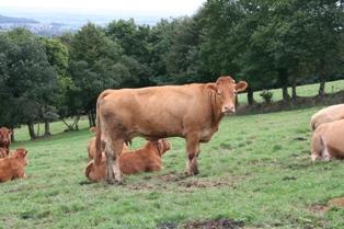 Troupeau de Limousines au pré