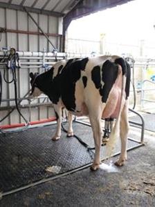Prim'Holstein à la traite