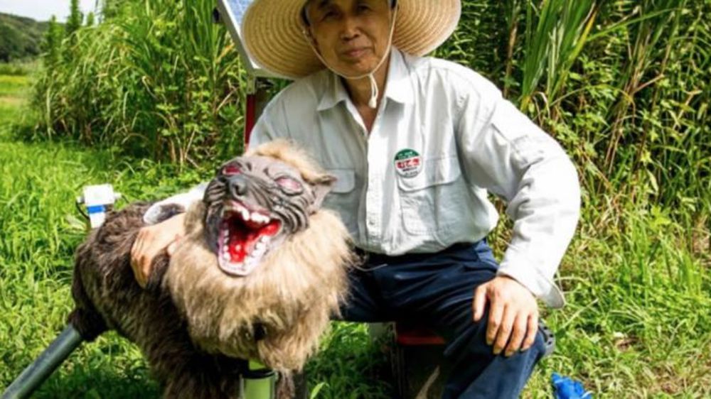 Le loup robotisé qui protège les cultures