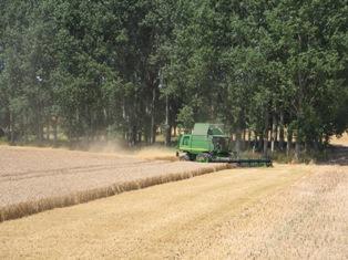 Récolte par une moissonneuse-batteuse John Deere