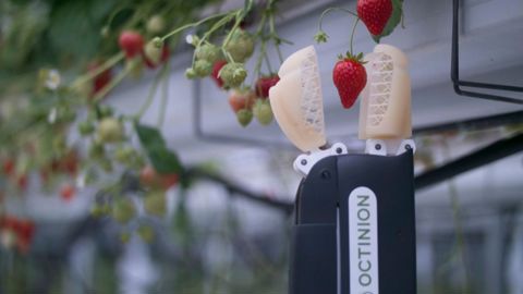 Un robot cueilleur de fraises Un robot cueilleur de fraises