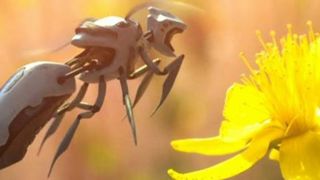 Des abeilles robotisées à l’étude Des abeilles robotisées à l’étude