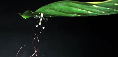 Le drone pollinisateur développé par l’Universté d’Harvard. © Wyss Institute
