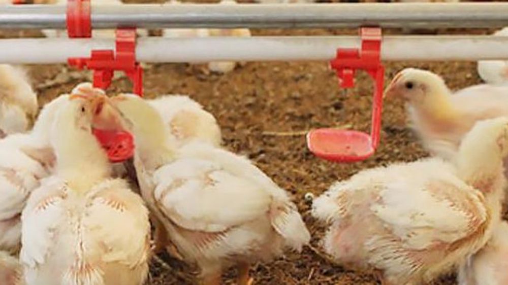 De la reconnaissance faciale pour les poulets