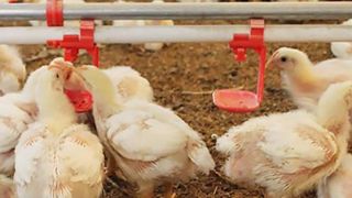 De la reconnaissance faciale pour les poulets De la reconnaissance faciale pour les poulets