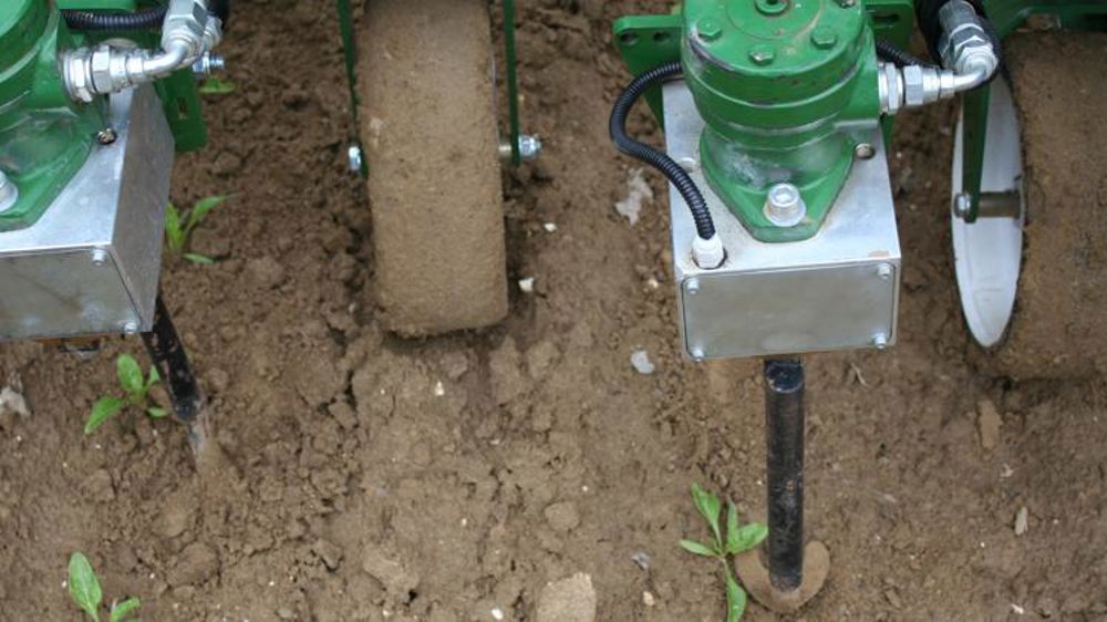 Biner les betteraves dans le rang