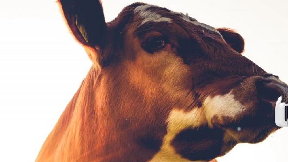 Le boîtier gratuit qui traite les rots des vaches