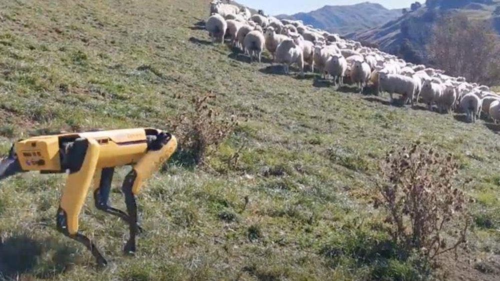 Un chien de troupeau robotisé