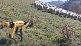 Un chien de troupeau robotisé Un chien de troupeau robotisé