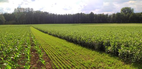 Les cultures sont semées avec un interrang de 50 cm. La bande enherbée au centre est utilisée pour les passages de contrôle et les visites d’expérimentation. © Amazone