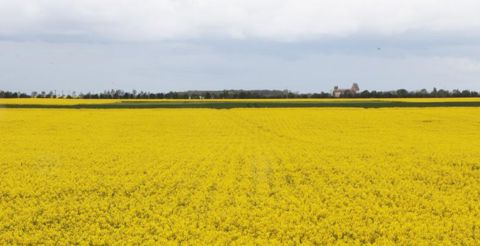 Selon Daniel Duparc, laisser une largeur de 50 cm entre chaque rang est idéal, et permet d’aérer et de laisser plus d’espace pour que la plante se développe. © P. Denis