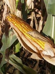 Le maïs a profité des pluies estivales et offre aux producteurs des rendements record.