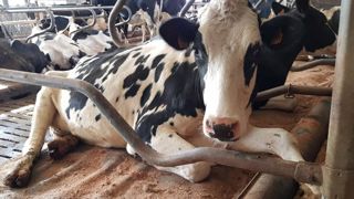 Un matelas rafraîchissant Un matelas rafraîchissant