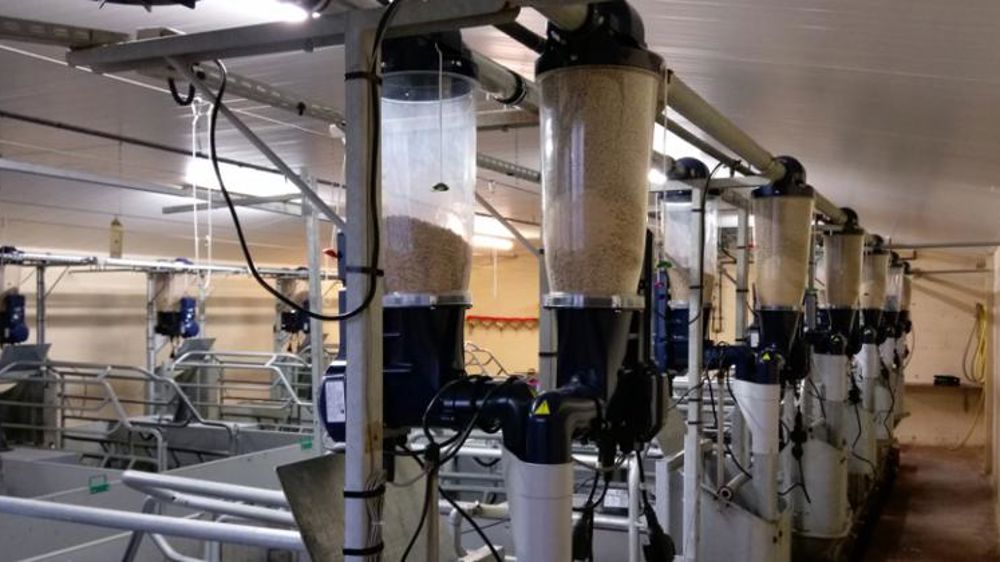 Alimentation de précision pour les truies