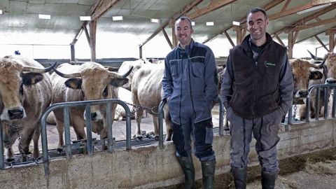 Olivier (à g.) et Patrice Laporte sélectionnent des aubracs avec de la profondeur plutôt que de la hauteur. Elles ont un gabarit compact, un bon potentiel laitier, de la docilité et de la typicité. © Frédérique Ehrhard Olivier (à g.) et Patrice Laporte sélectionnent des aubracs avec de la profondeur plutôt que de la hauteur. Elles ont un gabarit compact, un bon potentiel laitier, de la docilité et de la typicité. © Frédérique Ehrhard