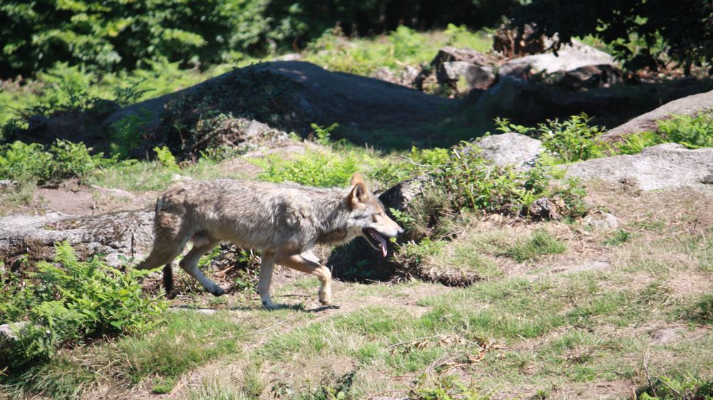 La FNSEA demande plus de tirs