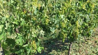 500 hectares du vignoble quasi détruits par un orage de grêle 500 hectares du vignoble quasi détruits par un orage de grêle