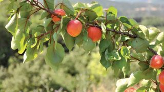 La récolte d’abricot s’effondre de 30 % La récolte d’abricot s’effondre de 30 %