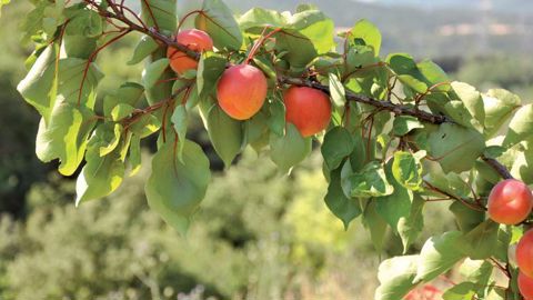 La récolte d’abricot s’effondre de 30 % La récolte d’abricot s’effondre de 30 %