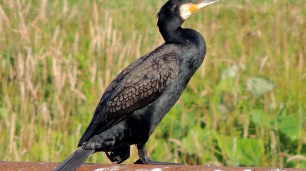 Le quota de destruction des grands cormorans en débat