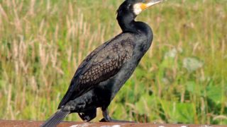 Le quota de destruction des grands cormorans en débat Le quota de destruction des grands cormorans en débat