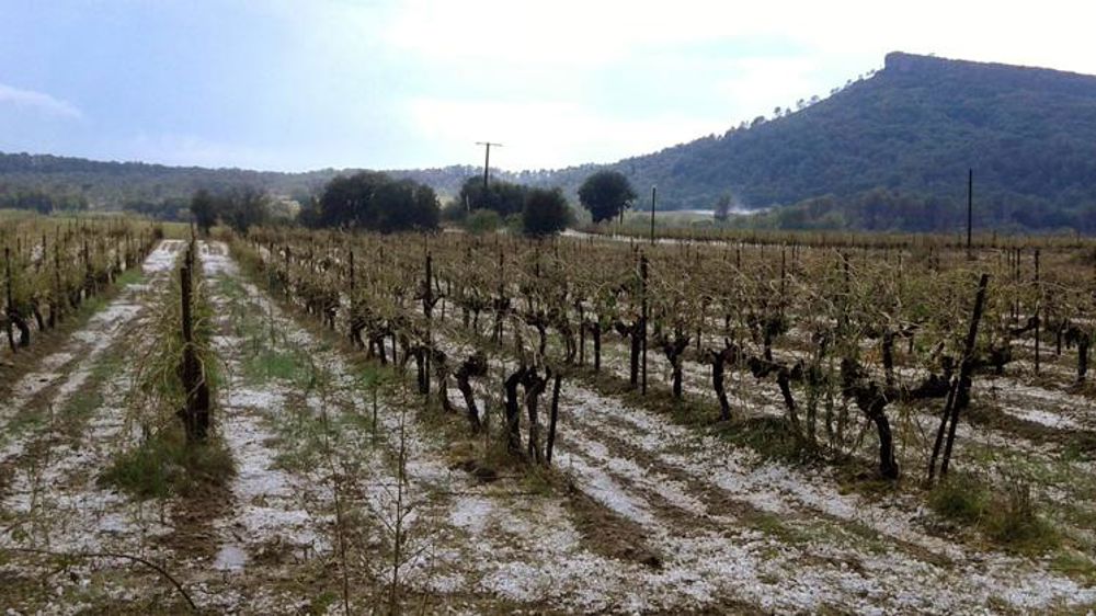 2 250 hectares de vignes touchés par la grêle
