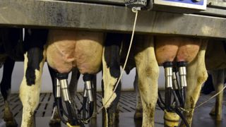 L’European Milk Board demande aux États de soutenir la régulation L’European Milk Board demande aux États de soutenir la régulation