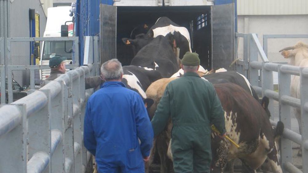La CR craint une hémorragie de réformes laitières