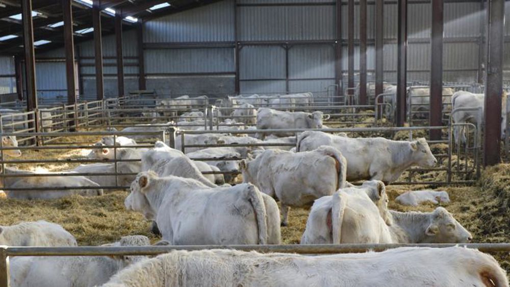 © C. Faimali / GFA