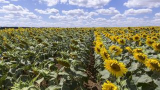Selon Terres Inovia, par rapport à une variété classique de tournesol, les VTH entraînent une diminution du désherbage jusqu’à 70 %. © Christian Watier Selon Terres Inovia, par rapport à une variété classique de tournesol, les VTH entraînent une diminution du désherbage jusqu’à 70 %. © Christian Watier