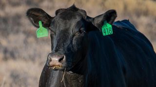 © L. Cheung / USDA © L. Cheung / USDA