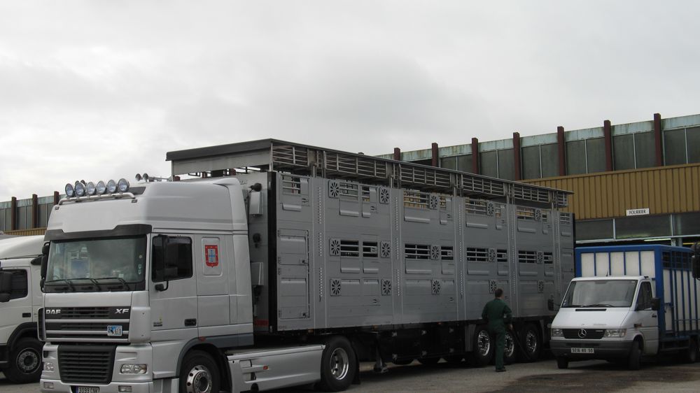 Le CIWF s’attaque aux conditions de transport vers la Turquie