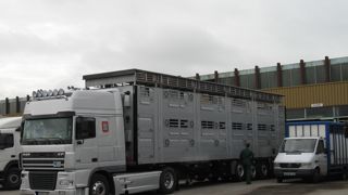 Le CIWF s’attaque aux conditions de transport vers la Turquie Le CIWF s’attaque aux conditions de transport vers la Turquie
