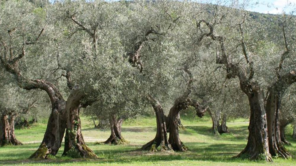 © Adrian Michael/Wikiagri