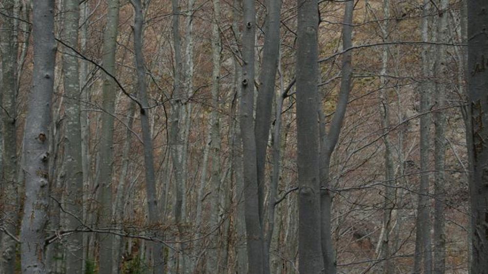 20 % du bois français récoltés par les coopératives forestières