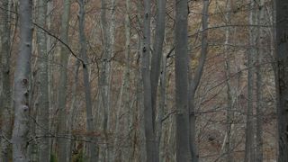 20 % du bois français récoltés par les coopératives forestières 20 % du bois français récoltés par les coopératives forestières