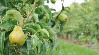 Moins de poires d’été Moins de poires d’été