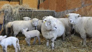 L’Europe se penche sur les opportunités de la filière L’Europe se penche sur les opportunités de la filière