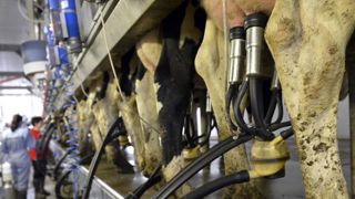La hausse du prix du lait se confirme La hausse du prix du lait se confirme
