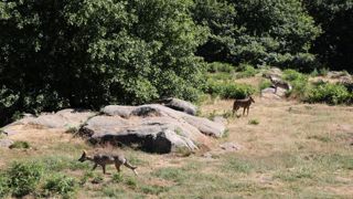Férus boycotte une réunion du groupe loup Férus boycotte une réunion du groupe loup