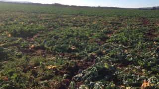 Des militants anti-OGM détruisent deux parcelles de colza Des militants anti-OGM détruisent deux parcelles de colza