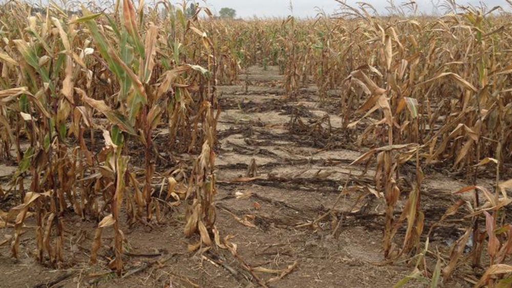 Indemnisations retardées pour le maïs et le tournesol