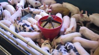 Moins de maïs, plus de blé Moins de maïs, plus de blé