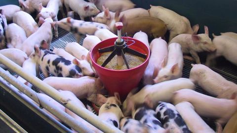 Moins de maïs, plus de blé Moins de maïs, plus de blé