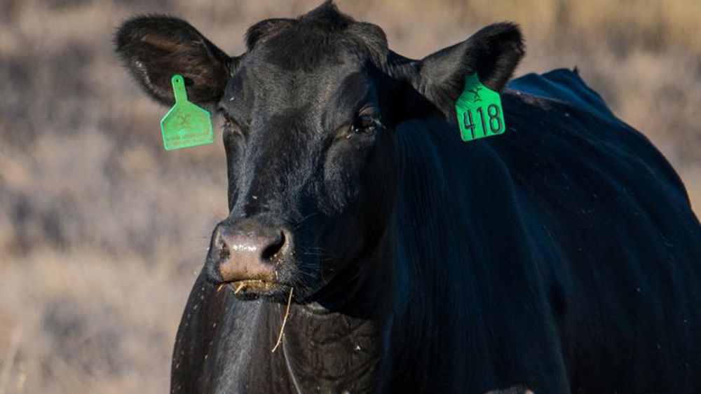 Des prix plombés par une production en hausse